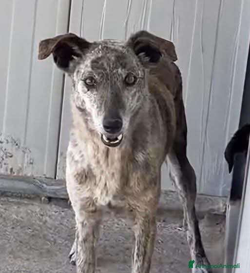Meticcio cani BEA, URGENTE: REMISSIONE SUL TERRITORIO - Annuncio 30