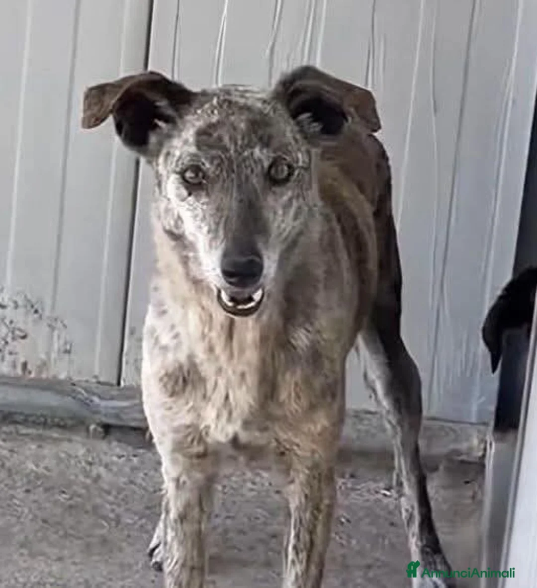 Meticcio cani in regalo: BEA, URGENTE: REMISSIONE SUL TERRITORIO - Annuncio 1