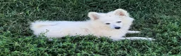 Volpino Italiano cani in vendita: Cuccioli di volpino  - Annuncio 7