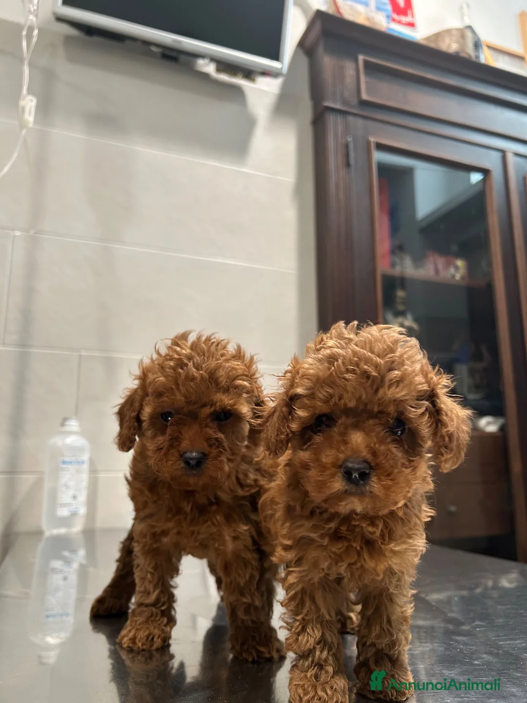 Barboncino Toy cani in vendita: barboncino toy  - Annuncio 2