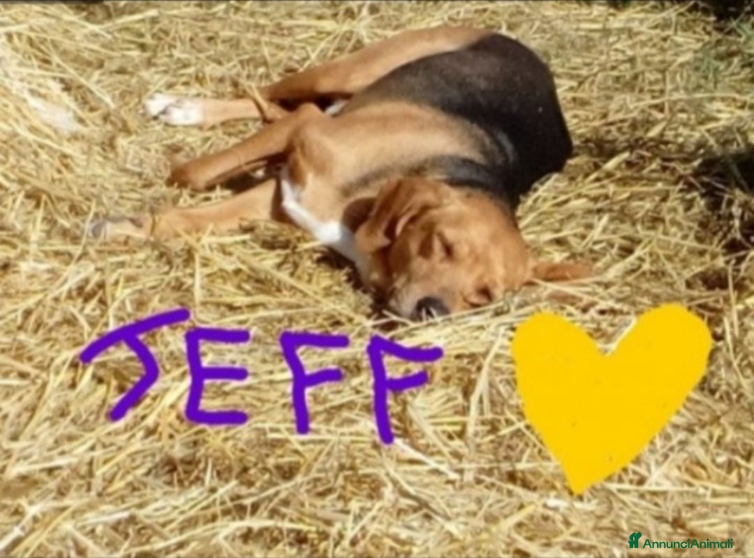 Meticcio cani in regalo: Simil Beagle adulto,oltre 6anni di appelli. PESARO - Annuncio 3