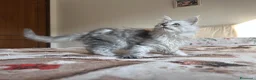 Maine Coon gatti in vendita: Maine Coon femmine - Annuncio 3