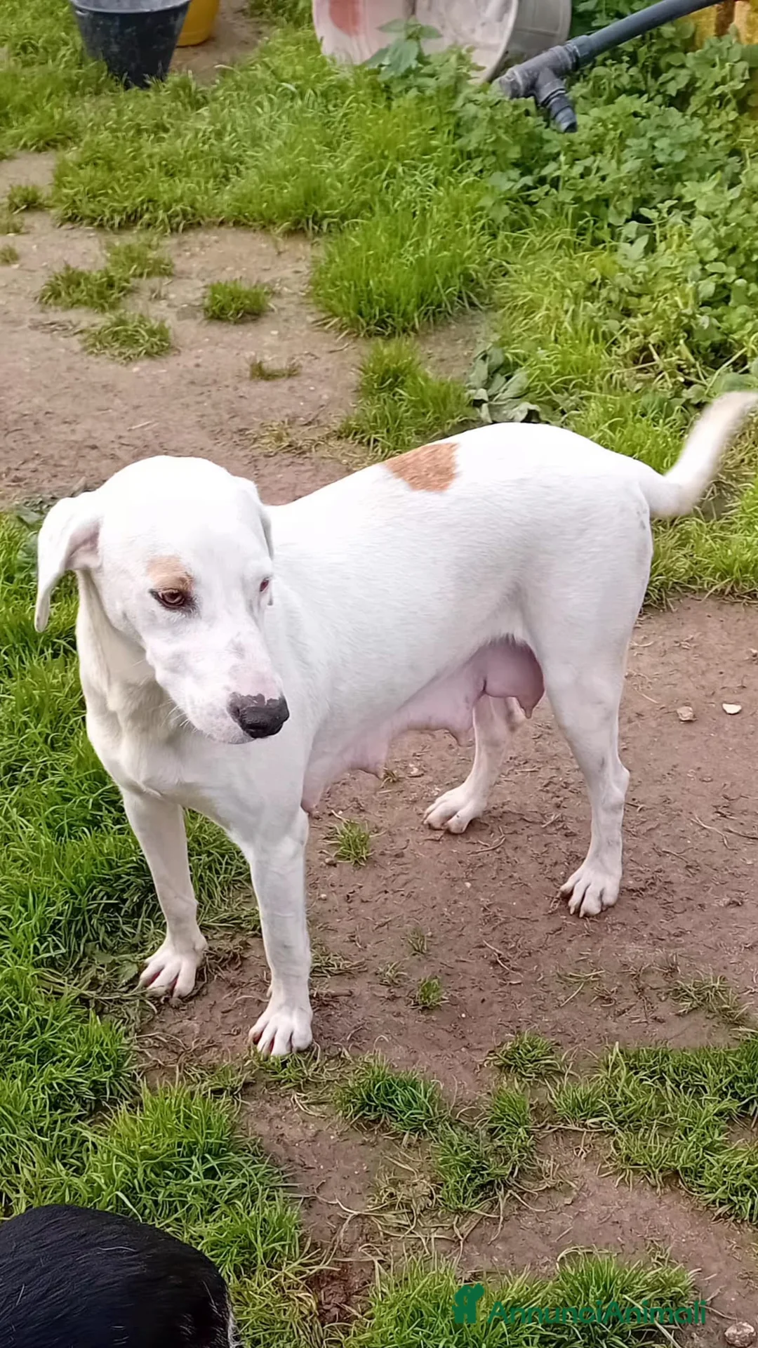 Altre razze cani in regalo: candy - Annuncio 4