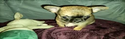 Chihuahua cani in vendita: Chihuahua cuccioli pedigree Enci  - Annuncio 4