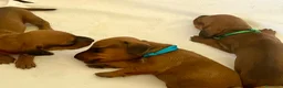 Bassotto cani in vendita: CUCCIOLI BASSOTTI STANDARD - Annuncio 13