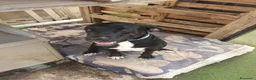 Meticcio cani in regalo: BENNY 💙 IL SORRISO DI CHI NON SI ARRENDE 🥰 - Annuncio 12
