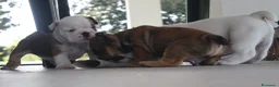 Bulldog cani in vendita: Cuccioli Bulldog Inglese con Pedigree - Annuncio 27