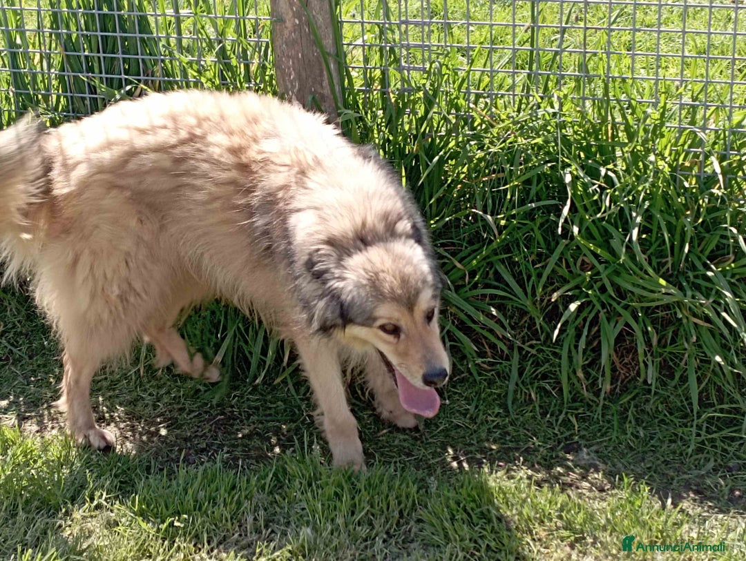 Meticcio cani in regalo: Zigo simil pastore scozzese in adozione a Provincia di Latina - Annuncio 3