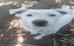 Labrador cani in regalo: HEIDE, candida e dolce creatura a Città metropolitana di Roma Capitale - Immagine 4