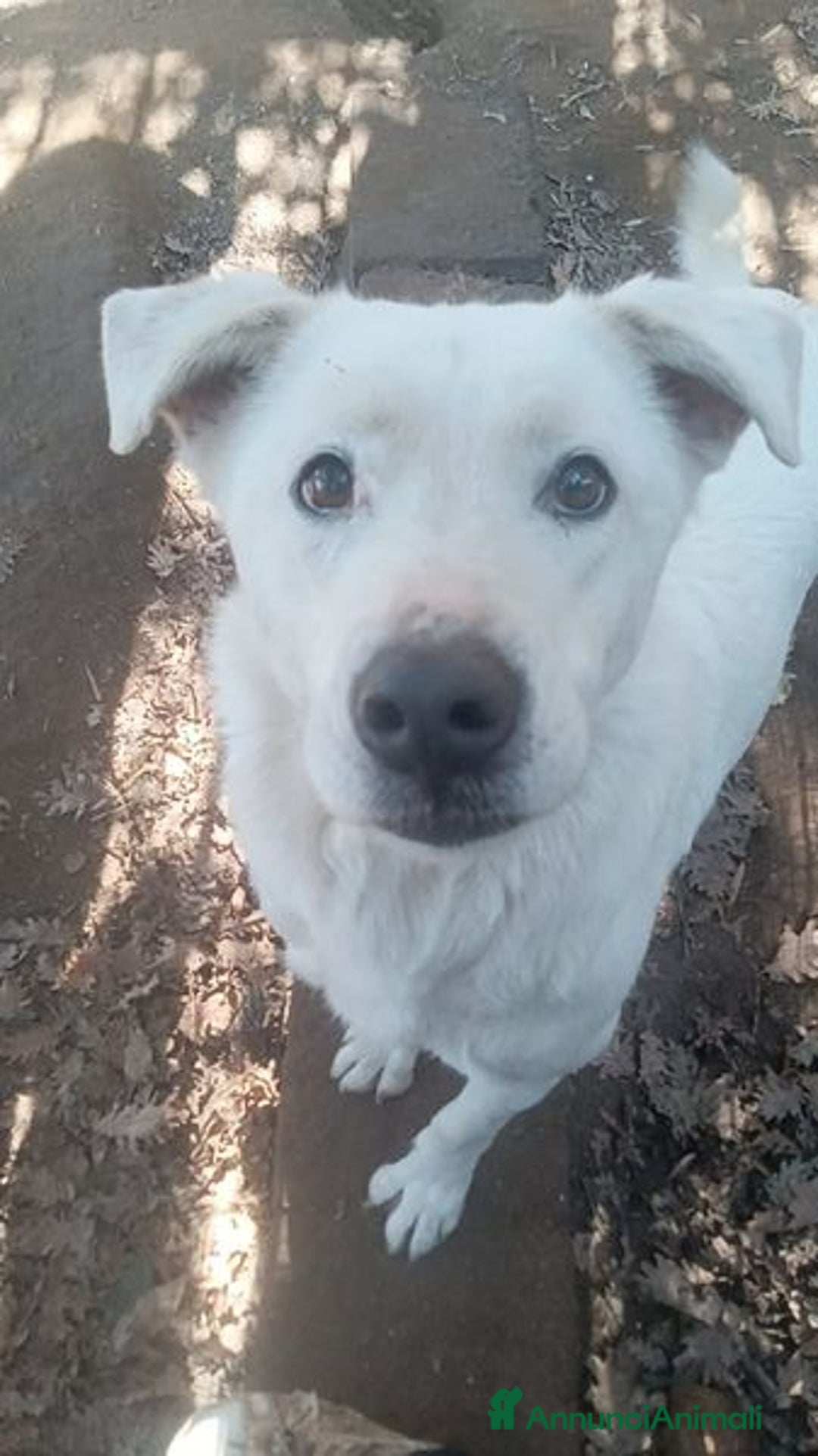 Labrador cani in regalo: HEIDE, candida e dolce creatura a Città metropolitana di Roma Capitale - Immagine 4