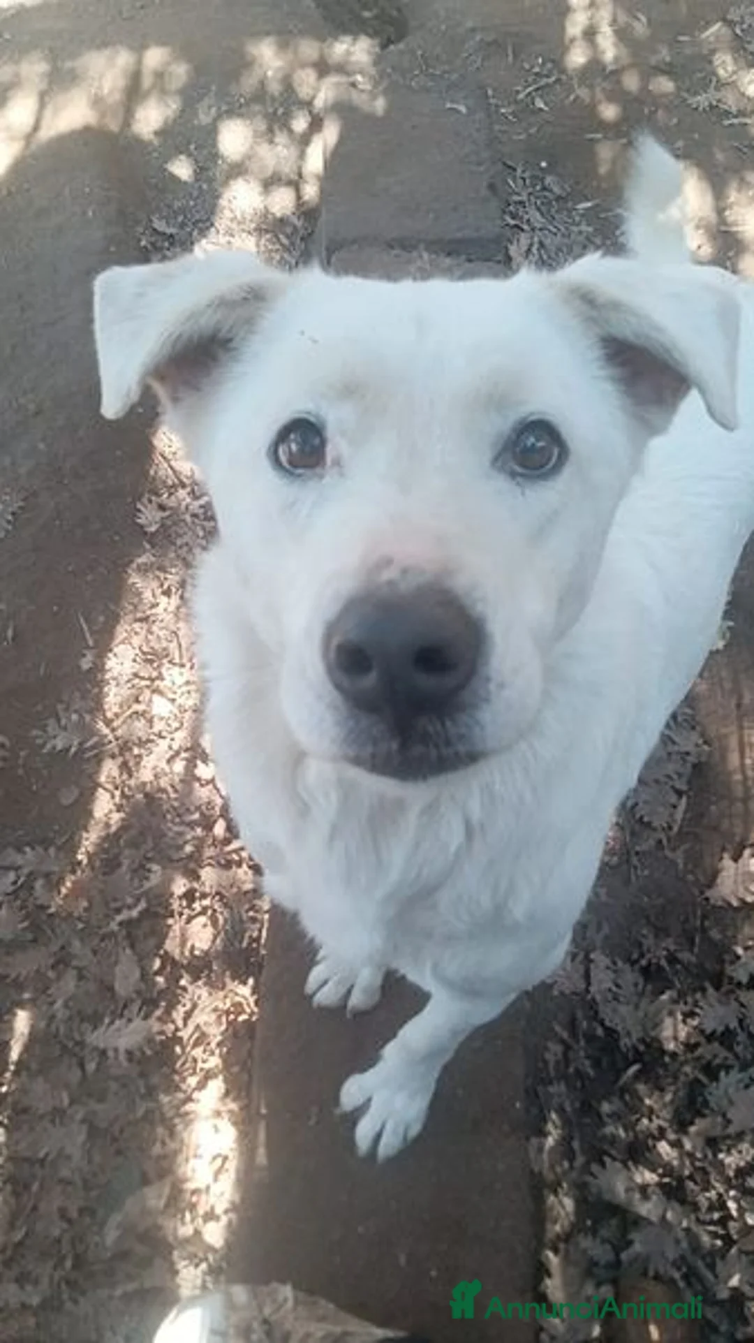 Labrador cani in regalo: HEIDE, candida e dolce creatura a Città metropolitana di Roma Capitale - Annuncio 4