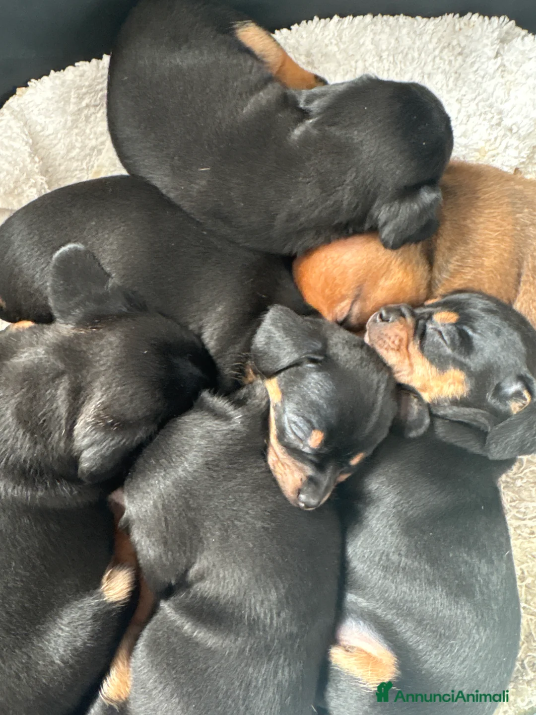 Meticcio cani in vendita: Cuccioli Chiweenie  - Annuncio 2