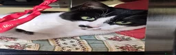 Europeo gatti in regalo: Jimmy, giocherellone e tutte fusa  a Provincia di Bergamo - Annuncio 6