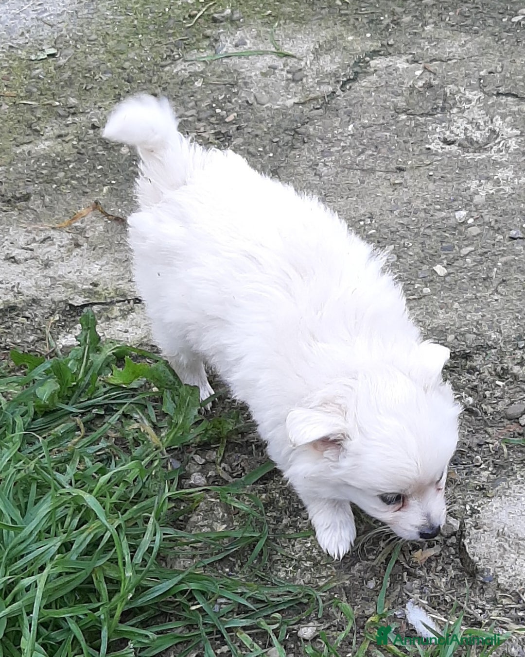 Volpino Italiano cani in vendita: Cuccioli di volpino bianco  - Annuncio 6