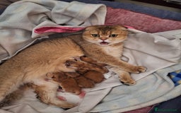 Scottish gatti in vendita: Cuccioli scottish fold e straight golden campania - Immagine 6