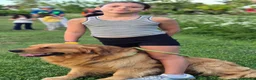 Golden Retriever cani per accoppiamento: Golden retriever maschio per accoppiamento a Provincia di Alessandria - Annuncio 4