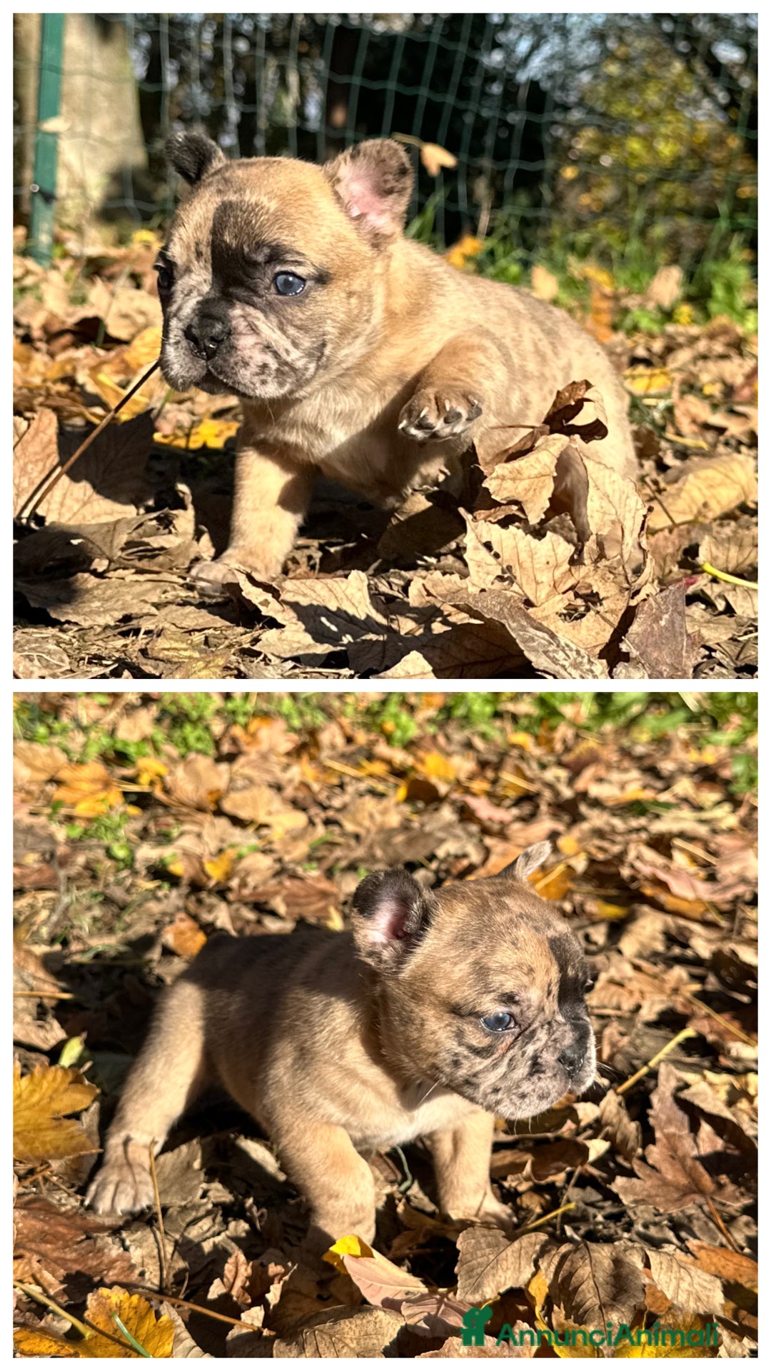 Bulldog Francese cani in vendita: Cuccioli di Bulldog Francese Fluffy - Annuncio 3