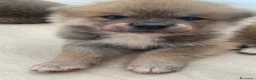 Akita Inu cani in vendita: cucccioli - Annuncio 3