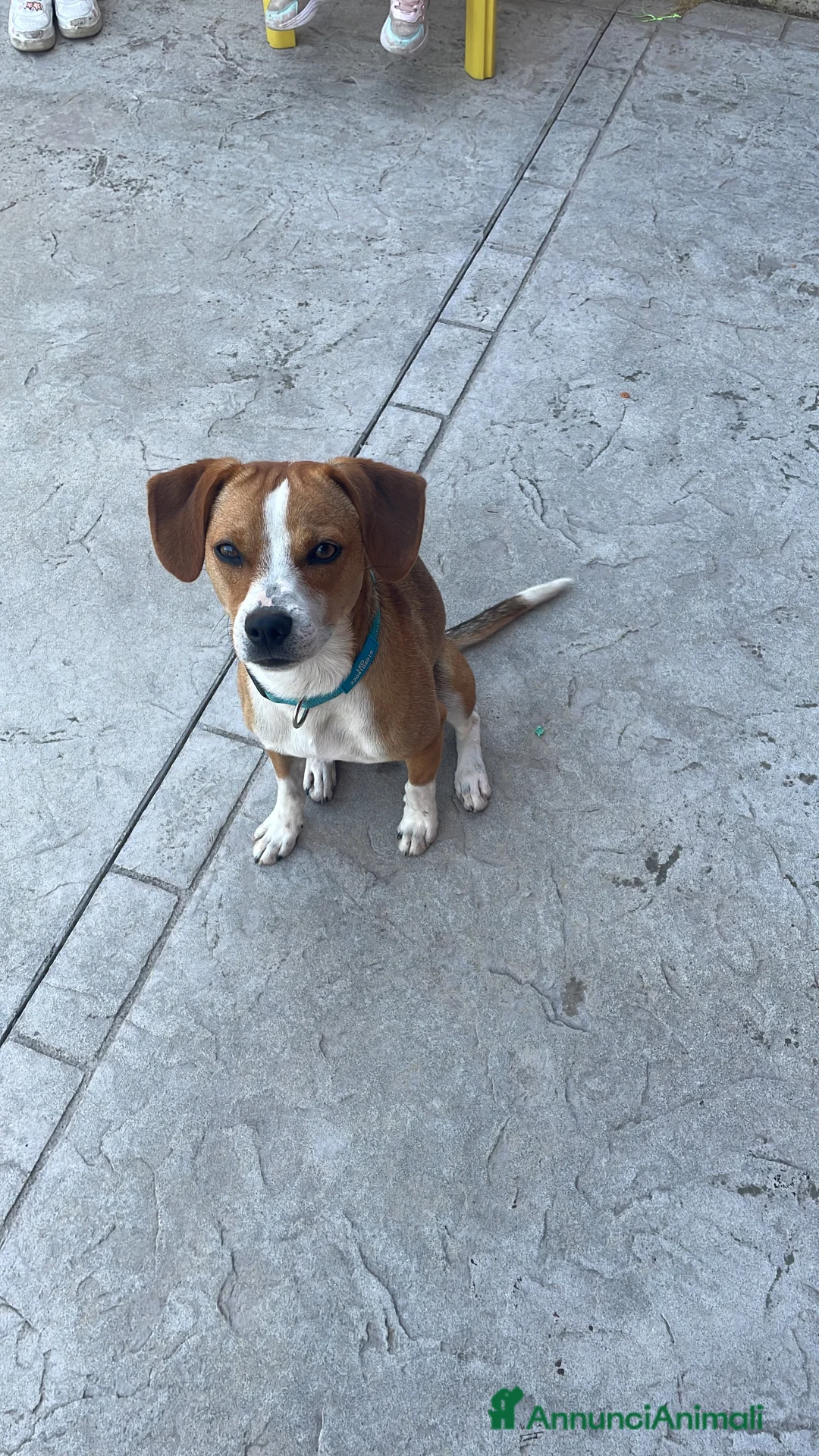 Meticcio cani in regalo: Cane meticcio in regalo - Annuncio 4