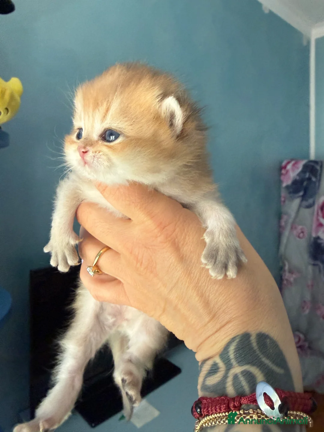 British gatti in vendita: British maschio e femmina black golden  - Annuncio 2