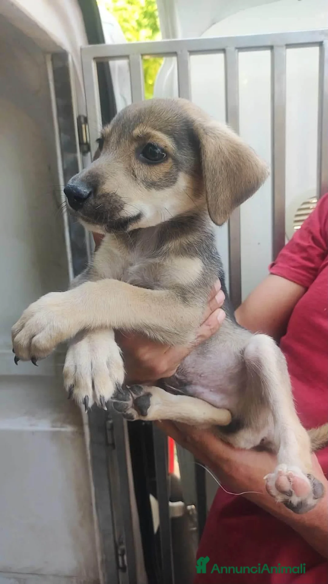 Meticcio cani in regalo: Neanche 3 mesi, piccoli fratellini  - Annuncio 11