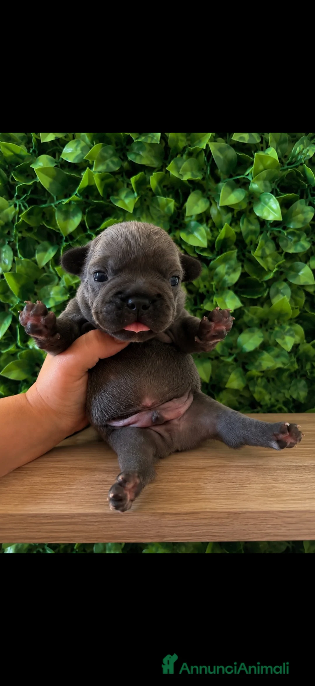 Bulldog Francese cani in vendita: Cuccioli bulldog francese  - Annuncio 5