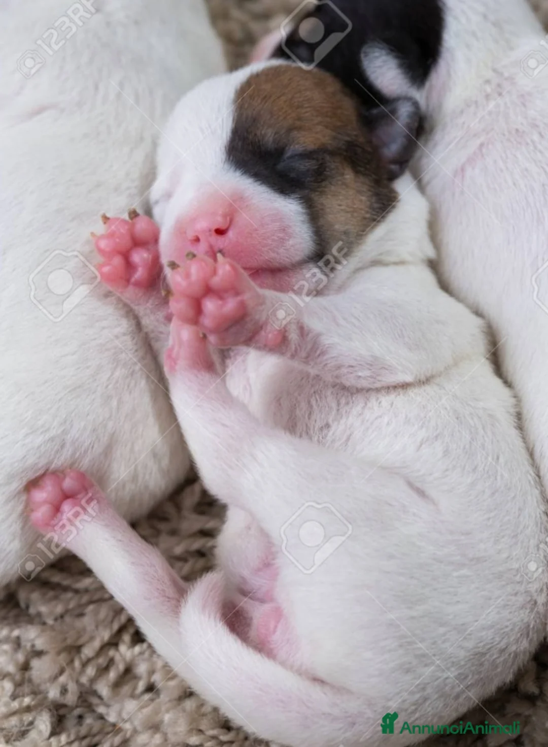 Jack Russell cani in vendita: Mini gek russel  toy  - Annuncio 4