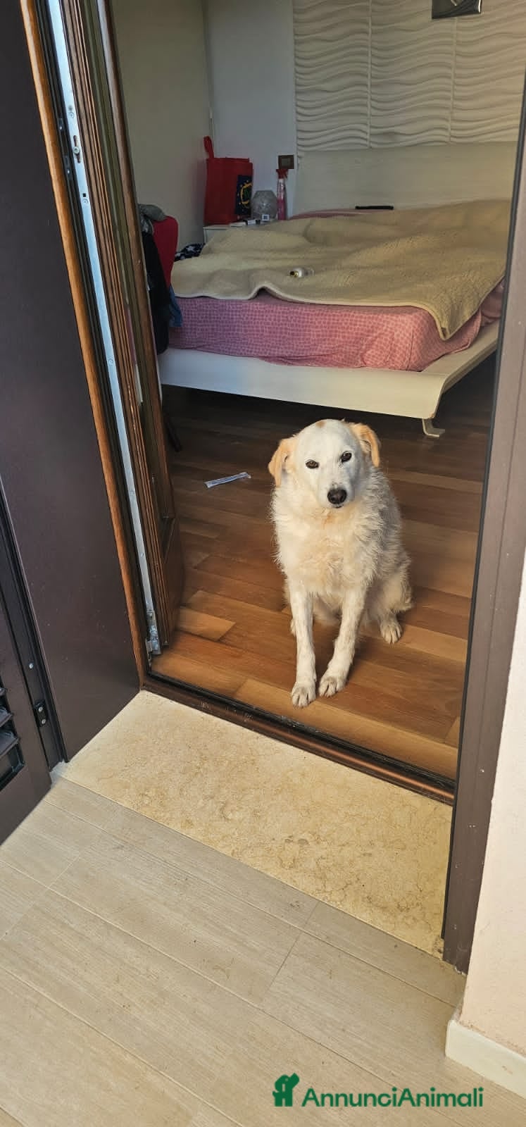 Altre razze cani MINA  - Annuncio 20