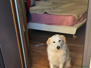 Altre razze cani MINA - Annuncio 20