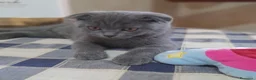 Scottish gatti in vendita: Cucciolo Scottish fold  - Annuncio 2