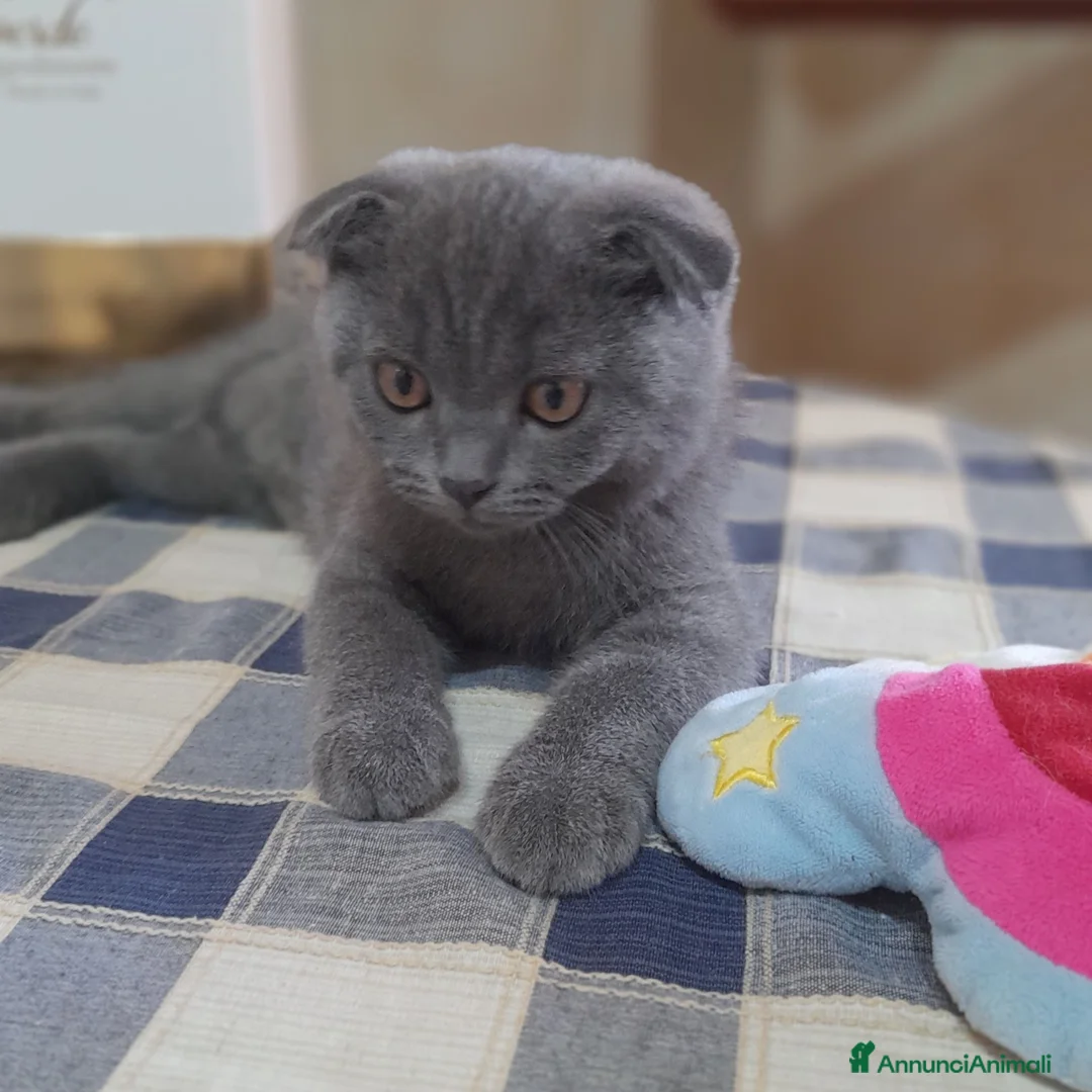 Scottish gatti in vendita: Cucciolo Scottish fold  - Annuncio 2