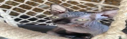 Sphynx gatti in vendita: Cuccioli Sphynks  - Annuncio 21