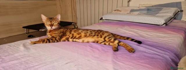 Bastet