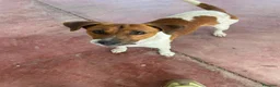 Meticcio cani in regalo: 2maschietti 1anno kg5 ADOZIONE IN COPPIA SOS NUORO - Annuncio 6