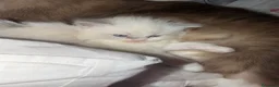 Ragdoll gatti in vendita: Gattini ragdoll adozione  - Annuncio 4