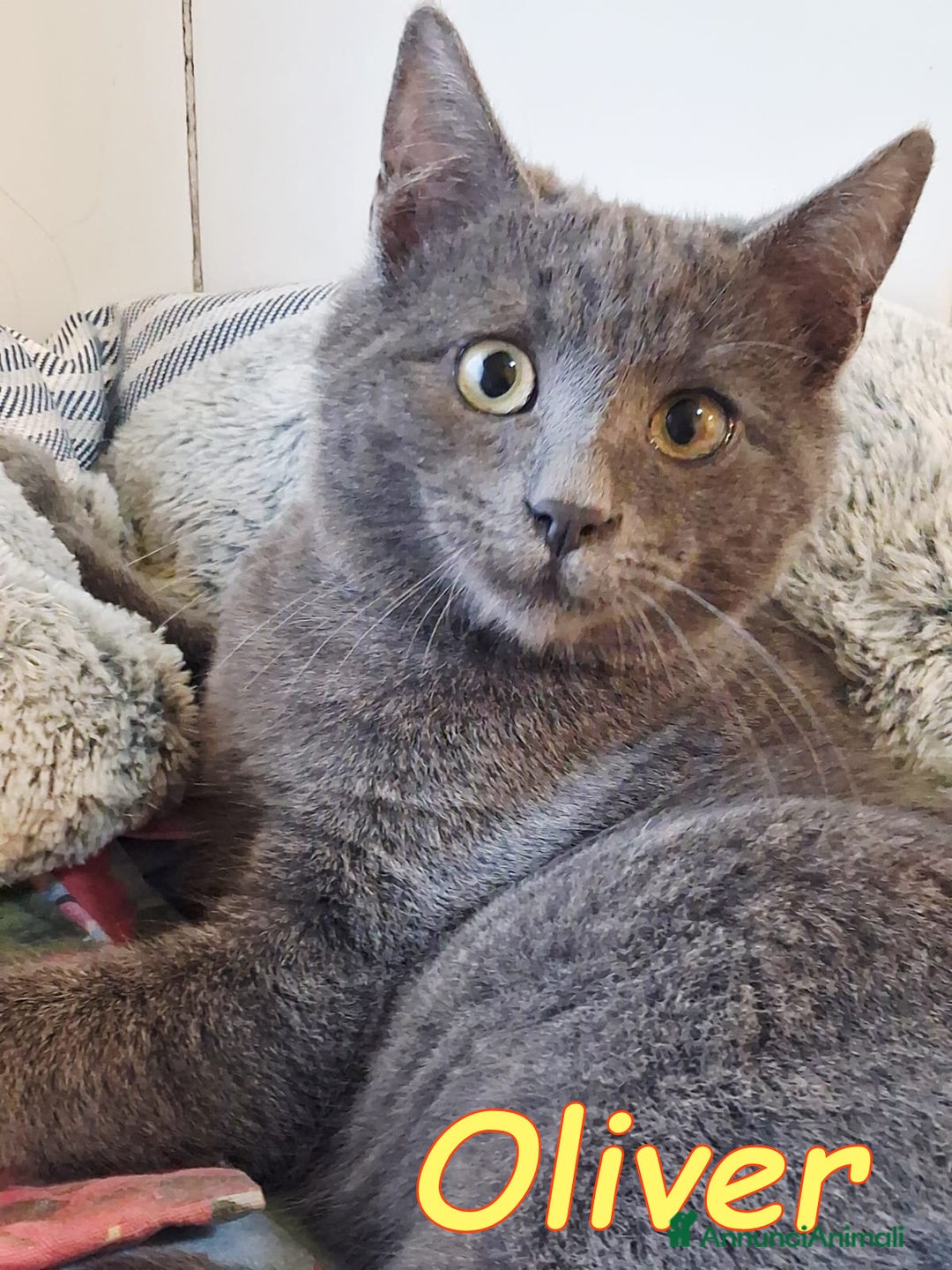 Certosino gatti in regalo: OLIVER SPLENDIDO SIMIL CERTOSINO - Annuncio 2