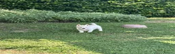 Husky cani in vendita: Cuccioli di Siberian husky con pedigree  - Annuncio 3
