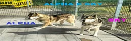 Husky cani in regalo: SKY e ALPHA meravigliosi Husky a Città Metropolitana di Torino - Annuncio 1