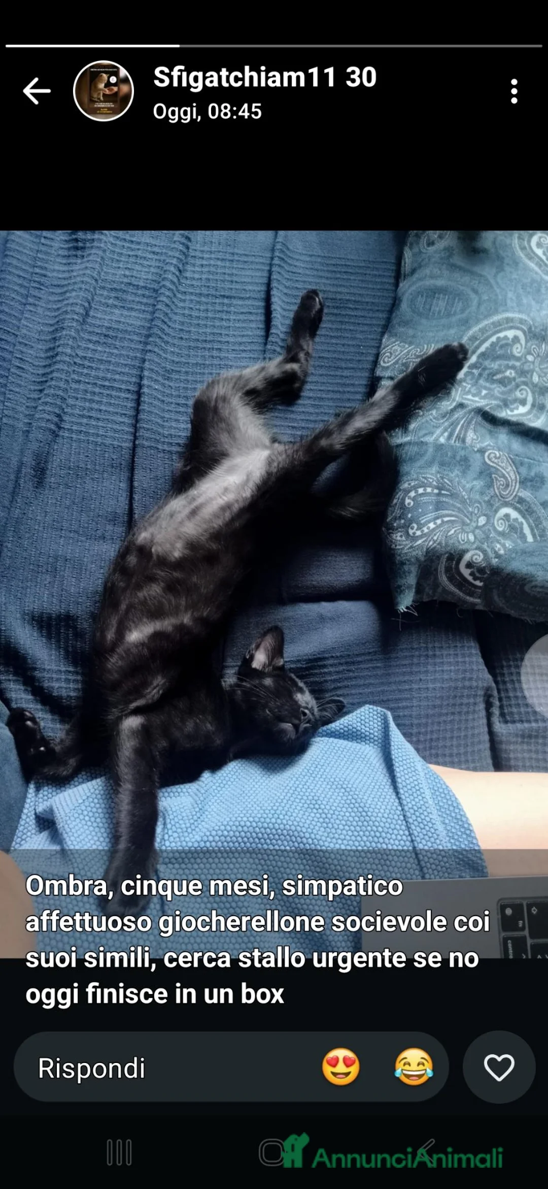Europeo gatti in regalo: Gattino nero dolcissimo  - Annuncio 1
