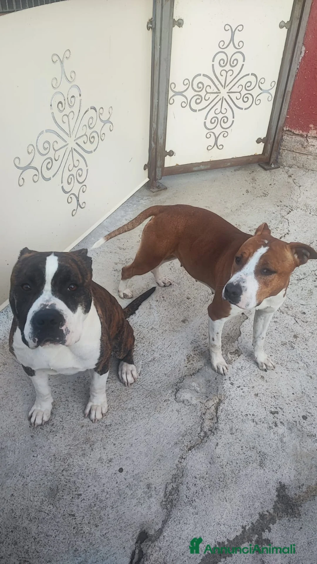 American Staffordshire cani in vendita: American Staffordshire terrier - Annuncio 3