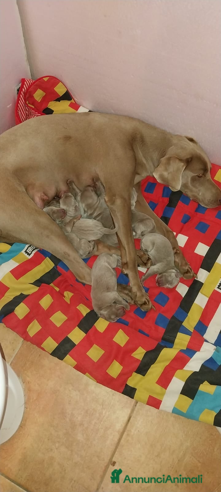 Weimaraner cani Cuccioli di weimaraner  - Annuncio 1