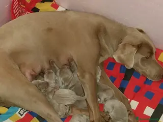 Weimaraner cani Cuccioli di weimaraner - Annuncio 1