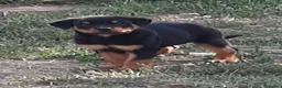 Rottweiler cani in vendita: Cucciolo maschio di Rottweiler con il Pedigree  - Annuncio 5