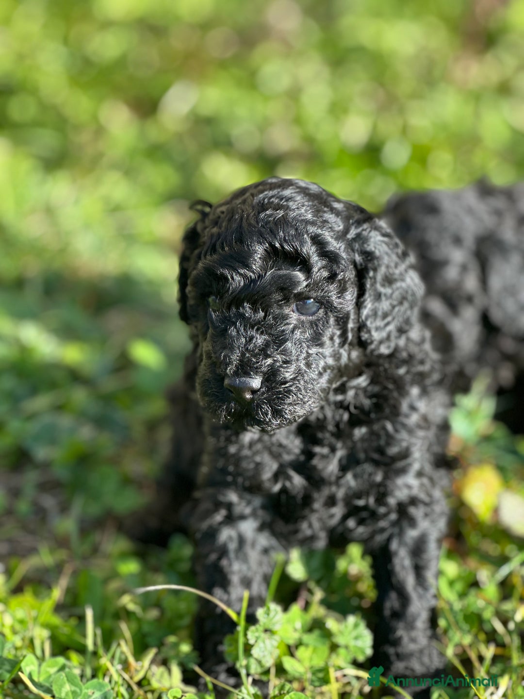 Barboncino cani in vendita: Cucciolo di barboncino total black - Annuncio 2