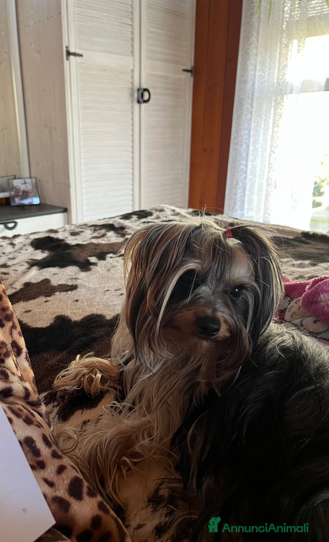 Yorkshire cani per accoppiamento: Cane per monta  - Immagine 6