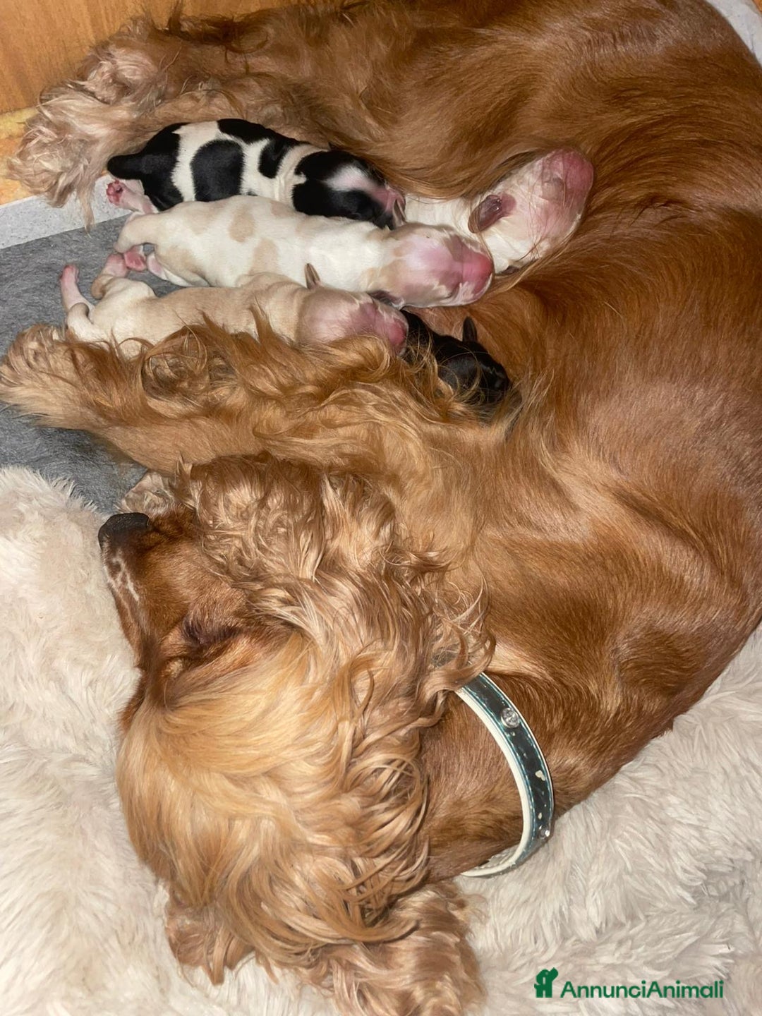 Cocker cani in vendita: Cuccioli di Cocker SpanielLinea Inglese Rari - Annuncio 2