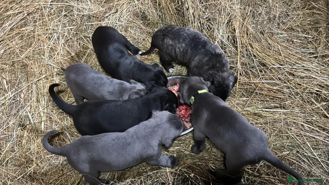 Cane Corso cani in vendita: Cuccioli di Corso grigi e neri (Montiglio AT) - Annuncio 13