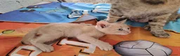 Altre razze gatti in regalo: Gattini cercano casa - Annuncio 5