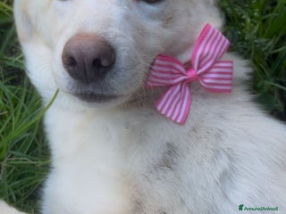 Meticcio cani Zoomy - Annuncio 6