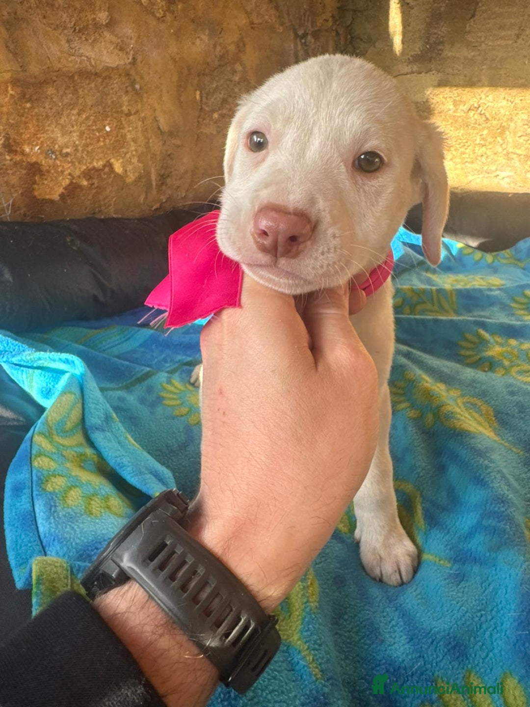 Altre razze cani in regalo: CANNELLA, CONFETTO, CIMETTA, CAPPUCCINO ECARAMELLA - Annuncio 4